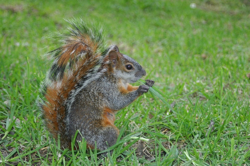 Red-bellied Squirrel