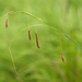 Carex cryptocarpa - Photo 由 V.S. Volkotrub 所上傳的 (c) V.S. Volkotrub，保留部份權利CC BY-NC