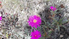 Lampranthus stayneri