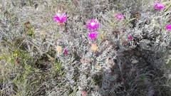 Lampranthus stayneri