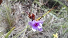 Aristea anceps