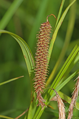 Carex cryptocarpa