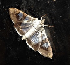 Glyphodes cosmarcha
