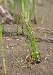 Carex cryptocarpa