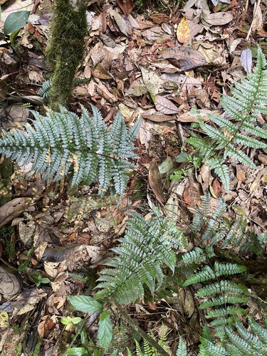 Dryopteris hasseltii iNat (1)