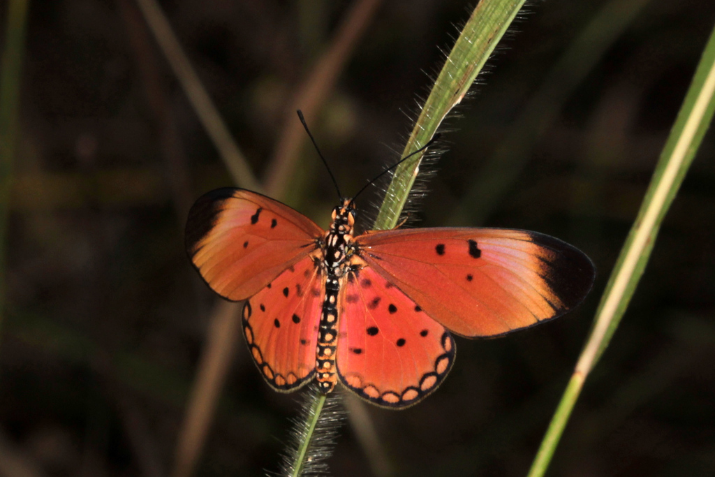 Stephenia intermediodes
