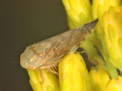 Acinopterus acuminatus