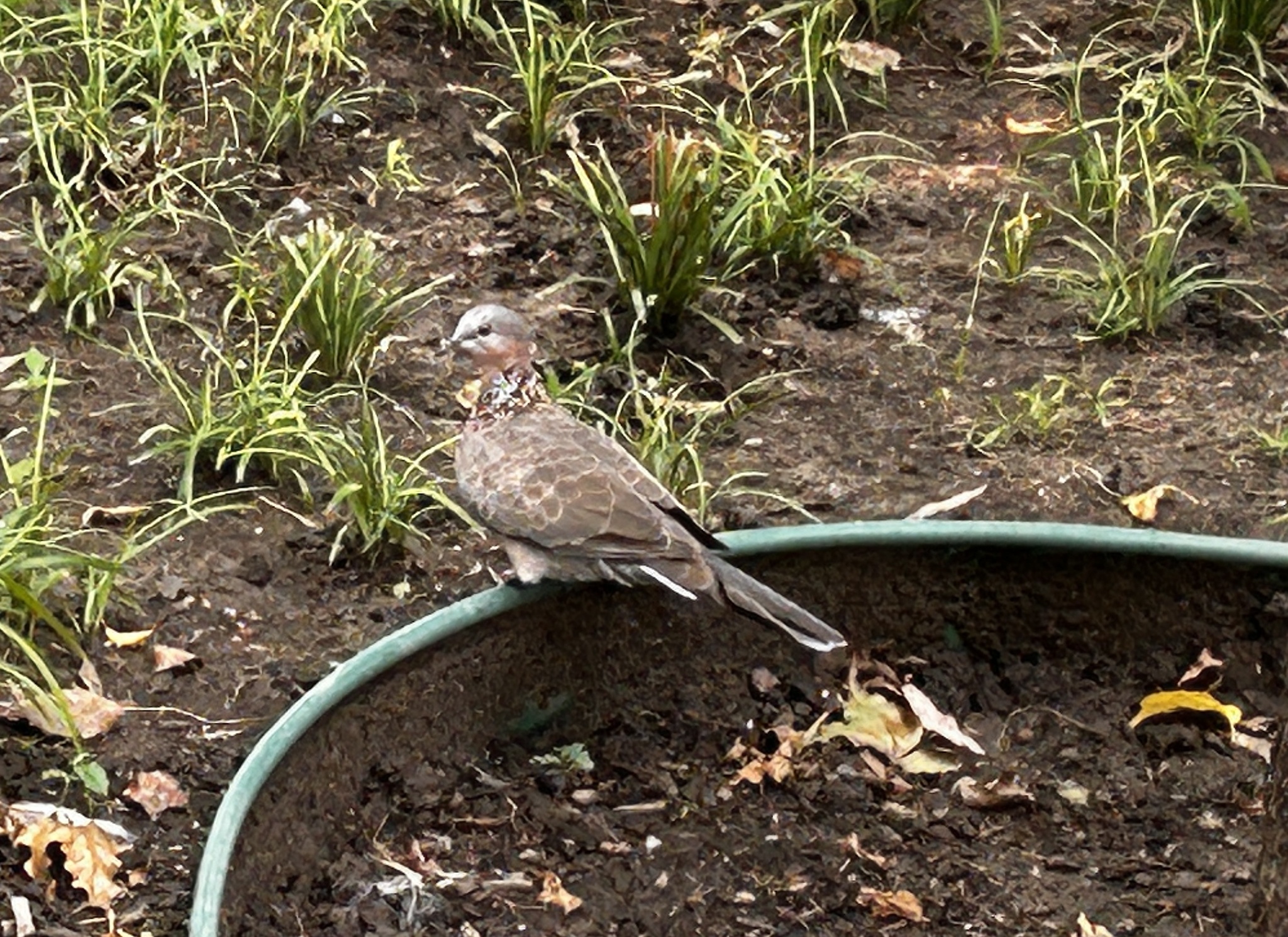 Spotted Dove