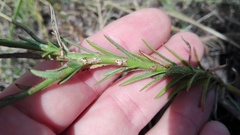 Prismatocarpus campanuloides