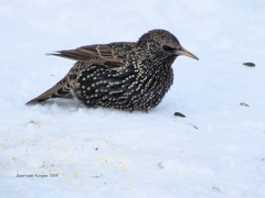 Sturnus vulgaris