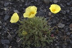 Papaver mcconnellii
