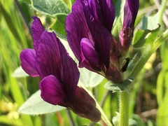 Vicia narbonensis
