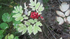 Actaea erythrocarpa