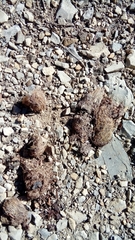 Canis lupus italicus