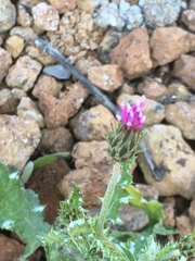 Carduus argentatus