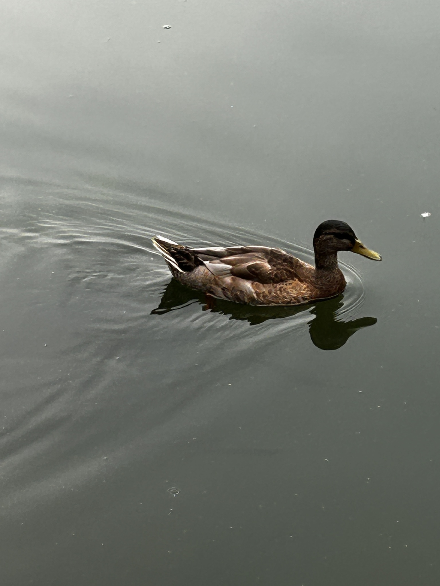 Mallard