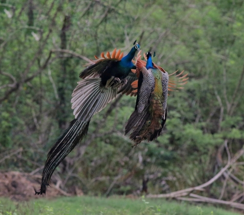 Peacock