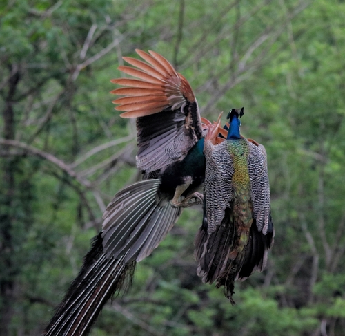 Peacock