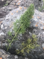 Asparagus rigidus