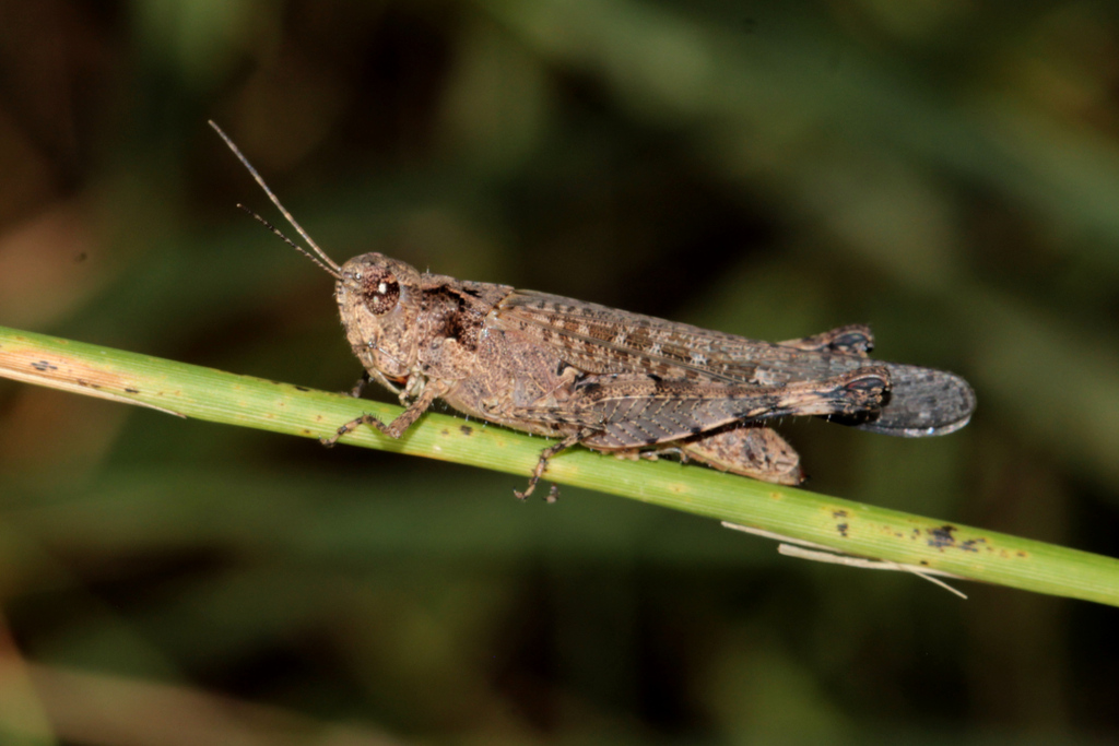 Gymnobothrus cruciatus