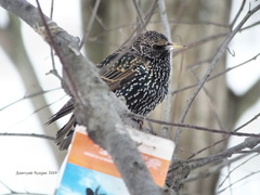 Sturnus vulgaris