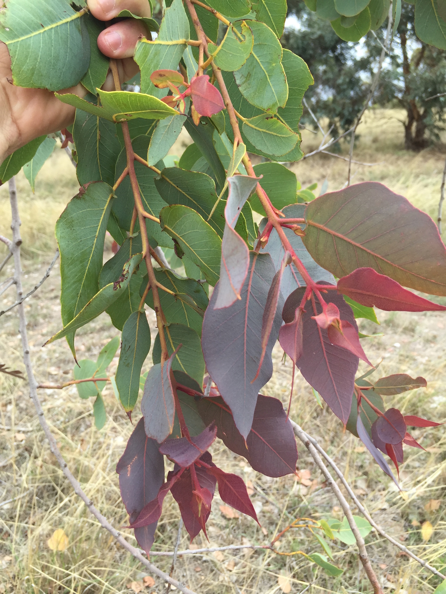 Bloodgums (Genus Corymbia) · iNaturalist