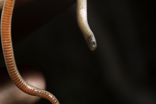 Tantilla gracilis