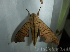 Marumba tigrina