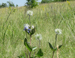 Clematis integrifolia