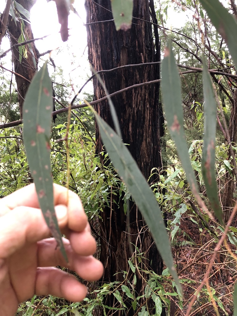 narrowleaf peppermint gum from Libera Rd, Hoddles Creek, VIC, AU on