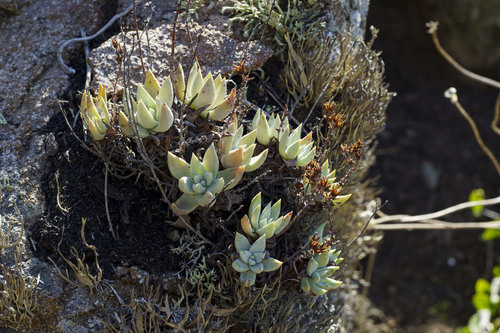 Dudleya campanulata