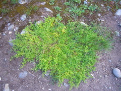 Lepidium coronopus