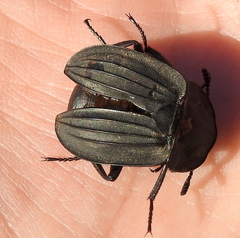 Silpha punctulata
