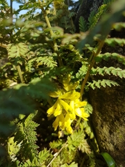Corydalis cheilanthifolia
