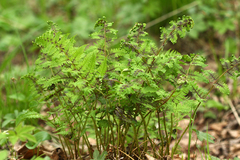 Athyrium yokoscense