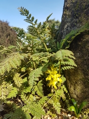 Corydalis cheilanthifolia