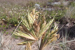 Spinifex littoreus