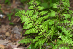 Athyrium yokoscense