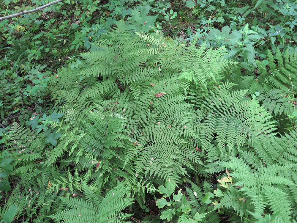 Cornopteris crenulatoserrulata