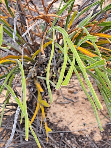 Leptosema tomentosum, 2023-09-06