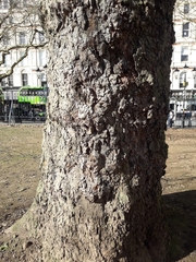 Platanus