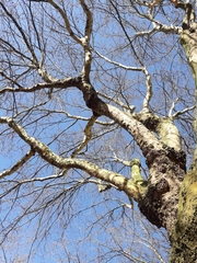 Platanus