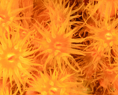 Tubastraea