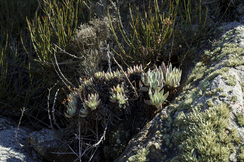 Dudleya campanulata