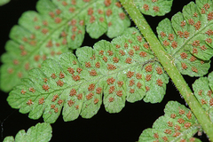 Cornopteris crenulatoserrulata