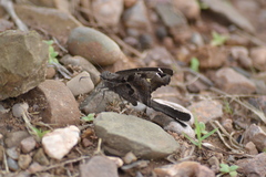 Chioides
