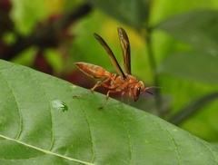 Synoeca virginea