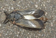 Lethocerus maximus