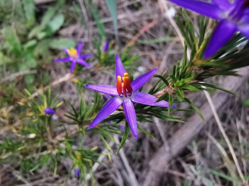 Calectasia narragara (Calectasia narragara)