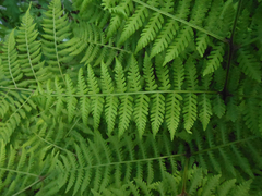 Cornopteris crenulatoserrulata